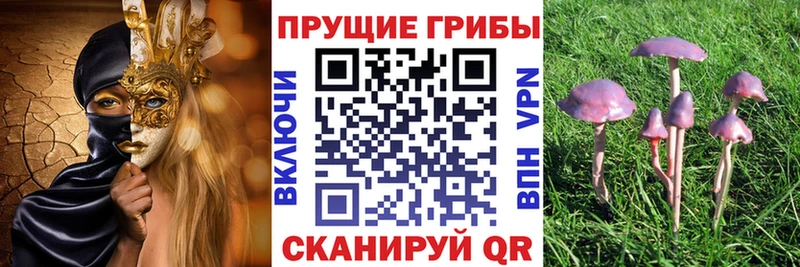 Псилоцибиновые грибы Psilocybe  Белокуриха 